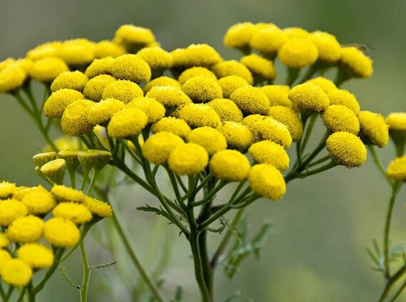tansy - parasiitide vahend